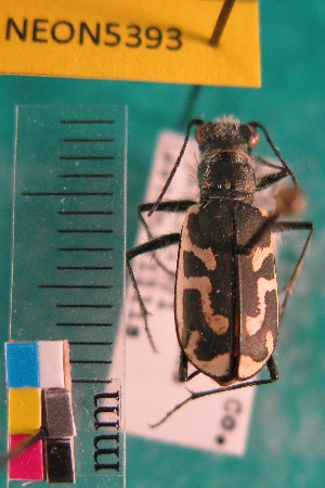  ( - NEONTcarabid5393)  @11 [ ] Copyright (2012) Barton, M National Ecological Observatory Network (NEON) http://www.neoninc.org/content/copyright