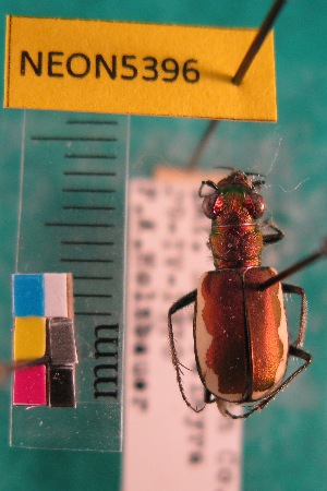  ( - NEONTcarabid5396)  @12 [ ] Copyright (2012) Barton, M National Ecological Observatory Network (NEON) http://www.neoninc.org/content/copyright
