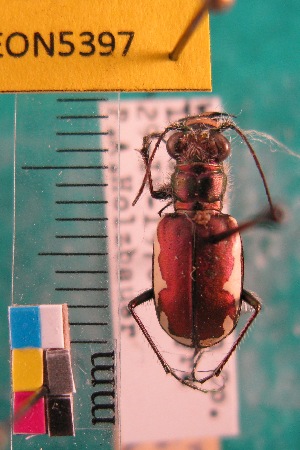  ( - NEONTcarabid5397)  @13 [ ] Copyright (2012) Barton, M National Ecological Observatory Network (NEON) http://www.neoninc.org/content/copyright