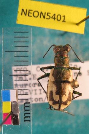  (Cicindela willistoni willistoni - NEONTcarabid5401)  @13 [ ] Copyright (2012) Barton, M National Ecological Observatory Network (NEON) http://www.neoninc.org/content/copyright