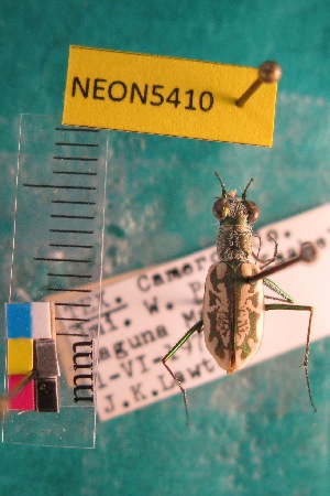  ( - NEONTcarabid5410)  @11 [ ] Copyright (2012) Barton, M National Ecological Observatory Network (NEON) http://www.neoninc.org/content/copyright