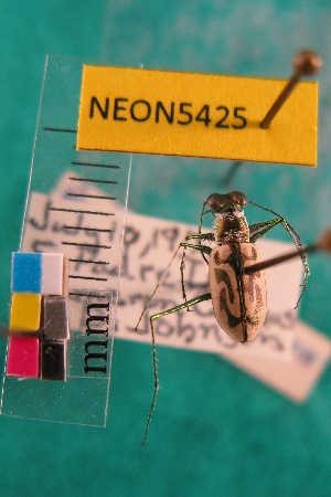  ( - NEONTcarabid5425)  @11 [ ] Copyright (2012) Barton, M National Ecological Observatory Network (NEON) http://www.neoninc.org/content/copyright