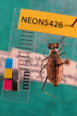  ( - NEONTcarabid5426)  @11 [ ] Copyright (2012) Barton, M National Ecological Observatory Network (NEON) http://www.neoninc.org/content/copyright