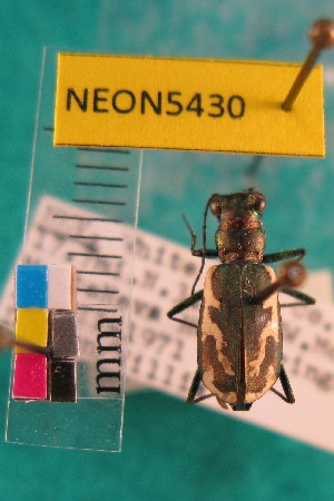  ( - NEONTcarabid5430)  @11 [ ] Copyright (2012) Barton, M National Ecological Observatory Network (NEON) http://www.neoninc.org/content/copyright
