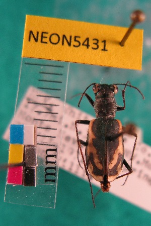  ( - NEONTcarabid5431)  @11 [ ] Copyright (2012) Barton, M National Ecological Observatory Network (NEON) http://www.neoninc.org/content/copyright