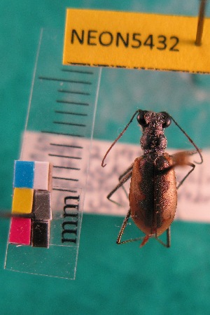  ( - NEONTcarabid5432)  @11 [ ] Copyright (2012) Barton, M National Ecological Observatory Network (NEON) http://www.neoninc.org/content/copyright