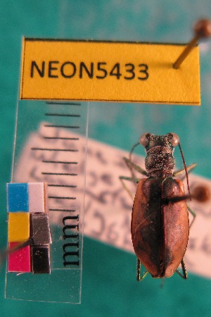  (Eunota togata globicollis - NEONTcarabid5433)  @11 [ ] Copyright (2012) Barton, M National Ecological Observatory Network (NEON) http://www.neoninc.org/content/copyright