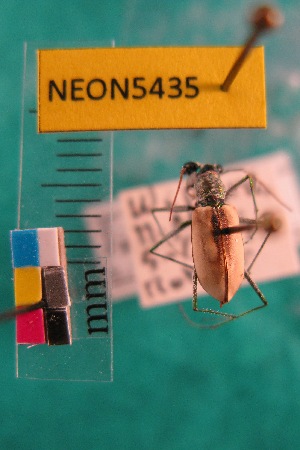  (Eunota togata fascinans - NEONTcarabid5435)  @11 [ ] Copyright (2012) Barton, M National Ecological Observatory Network (NEON) http://www.neoninc.org/content/copyright