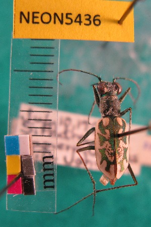  (Ellipsoptera hamata - NEONTcarabid5436)  @12 [ ] Copyright (2012) Barton, M National Ecological Observatory Network (NEON) http://www.neoninc.org/content/copyright