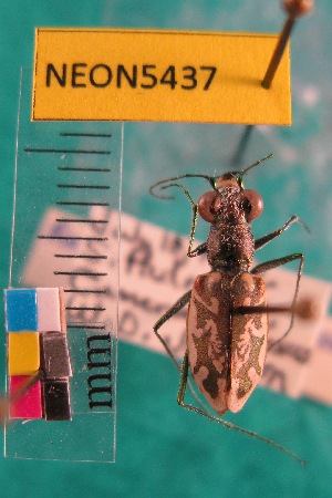  ( - NEONTcarabid5437)  @11 [ ] Copyright (2012) Barton, M National Ecological Observatory Network (NEON) http://www.neoninc.org/content/copyright