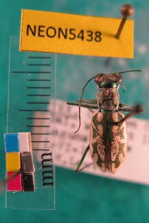  ( - NEONTcarabid5438)  @12 [ ] Copyright (2012) Barton, M National Ecological Observatory Network (NEON) http://www.neoninc.org/content/copyright