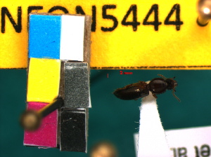  (Dyschirius interior - NEONTcarabid5444)  @12 [ ] Copyright (2012) Everhart, J and Spencer, J National Ecological Observatory Network (NEON) http://www.neoninc.org/content/copyright