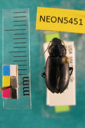  ( - NEONTcarabid5451)  @12 [ ] Copyright (2012) Barton, M National Ecological Observatory Network (NEON) http://www.neoninc.org/content/copyright