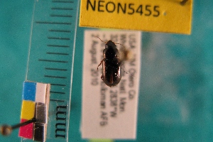  ( - NEONTcarabid5455)  @12 [ ] Copyright (2012) Barton, M National Ecological Observatory Network (NEON) http://www.neoninc.org/content/copyright