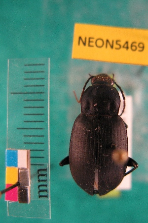  ( - NEONTcarabid5469)  @12 [ ] Copyright (2012) Barton, M National Ecological Observatory Network (NEON) http://www.neoninc.org/content/copyright