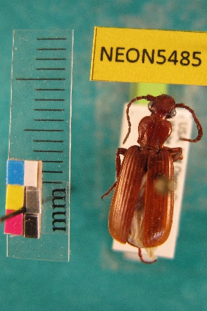  ( - NEONTcarabid5485)  @11 [ ] Copyright (2012) Barton, M National Ecological Observatory Network (NEON) http://www.neoninc.org/content/copyright