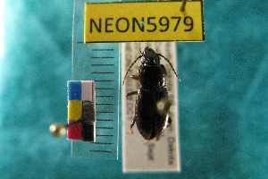  ( - NEONTcarabid5979)  @13 [ ] Copyright (2010) Everhart, J National Ecological Observatory Network (NEON) http://www.neoninc.org/content/copyright