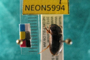  ( - NEONTcarabid5994)  @13 [ ] Copyright (2010) Everhart, J National Ecological Observatory Network (NEON) http://www.neoninc.org/content/copyright