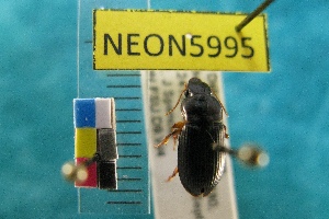  ( - NEONTcarabid5995)  @13 [ ] Copyright (2010) Everhart, J National Ecological Observatory Network (NEON) http://www.neoninc.org/content/copyright