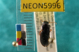  ( - NEONTcarabid5996)  @12 [ ] Copyright (2010) Everhart, J National Ecological Observatory Network (NEON) http://www.neoninc.org/content/copyright