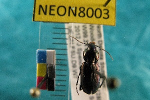  ( - NEONTcarabid8003)  @12 [ ] Copyright (2010) Everhart, J National Ecological Observatory Network (NEON) http://www.neoninc.org/content/copyright