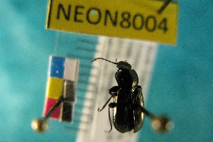  ( - NEONTcarabid8004)  @12 [ ] Copyright (2010) Everhart, J National Ecological Observatory Network (NEON) http://www.neoninc.org/content/copyright