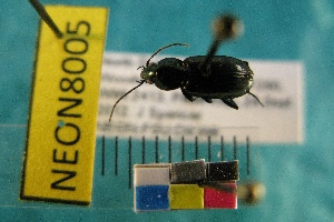  ( - NEONTcarabid8005)  @12 [ ] Copyright (2010) Everhart, J National Ecological Observatory Network (NEON) http://www.neoninc.org/content/copyright