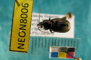  ( - NEONTcarabid8006)  @12 [ ] Copyright (2010) Everhart, J National Ecological Observatory Network (NEON) http://www.neoninc.org/content/copyright