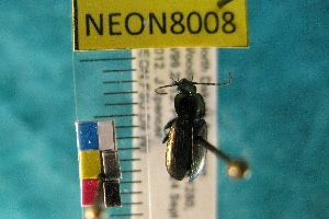  ( - NEONTcarabid8008)  @12 [ ] Copyright (2010) Everhart, J National Ecological Observatory Network (NEON) http://www.neoninc.org/content/copyright
