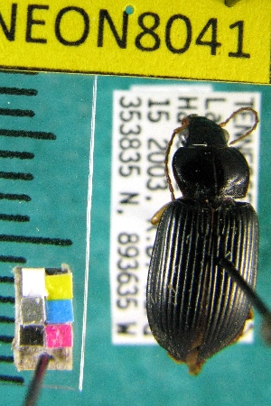  ( - NEONTcarabid8041)  @12 [ ] Copyright (2010) Barton, M National Ecological Observatory Network (NEON) http://www.neoninc.org/content/copyright