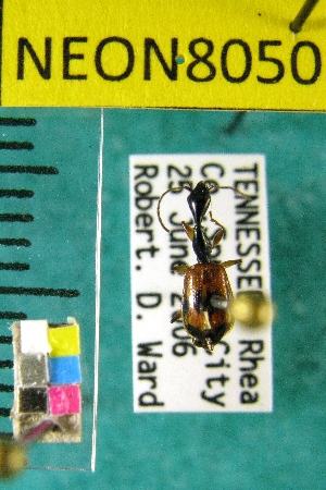  ( - NEONTcarabid8050)  @12 [ ] Copyright (2010) Barton, M National Ecological Observatory Network (NEON) http://www.neoninc.org/content/copyright