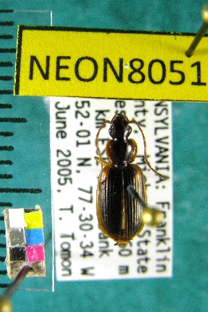  ( - NEONTcarabid8051)  @13 [ ] Copyright (2010) Barton, M National Ecological Observatory Network (NEON) http://www.neoninc.org/content/copyright