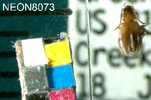  ( - NEONTcarabid8073)  @12 [ ] Copyright (2010) Barton, M National Ecological Observatory Network (NEON) http://www.neoninc.org/content/copyright