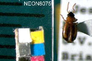  ( - NEONTcarabid8075)  @12 [ ] Copyright (2010) Barton, M National Ecological Observatory Network (NEON) http://www.neoninc.org/content/copyright