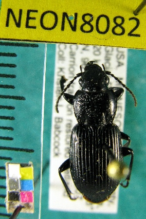  ( - NEONTcarabid8082)  @11 [ ] Copyright (2010) Barton, M National Ecological Observatory Network (NEON) http://www.neoninc.org/content/copyright