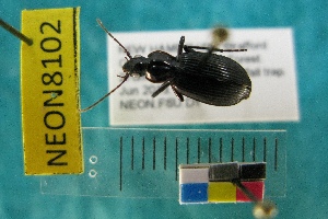  ( - NEONTcarabid8102)  @12 [ ] Copyright (2010) Everhart, J National Ecological Observatory Network (NEON) http://www.neoninc.org/content/copyright