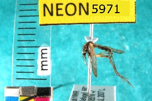  (Aedes decticus - NEONTculicid5971)  @12 [ ] Copyright (2010) Barton, M National Ecological Observatory Network (NEON) http://www.neoninc.org/content/copyright