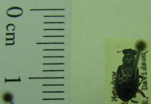 ( - NEONTcarabid1931)  @12 [ ] Copyright (2010) Blevins, KK and Travers, PD National Ecological Observatory Network (NEON) http://www.neoninc.org/content/copyright