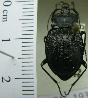  (Scaphinotus elevatus neomexicanus - NEONTcarabid1936)  @11 [ ] Copyright (2010) Blevins, KK and Travers, PD National Ecological Observatory Network (NEON) http://www.neoninc.org/content/copyright