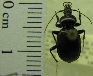  (Sphaeroderus canadensis lengi - NEONTcarabid1941)  @11 [ ] Copyright (2010) Blevins, KK and Travers, PD National Ecological Observatory Network (NEON) http://www.neoninc.org/content/copyright