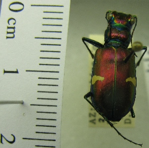  (Cicindela pulchra dorothea - NEONTcarabid1954)  @11 [ ] Copyright (2010) Blevins, KK and Travers, PD National Ecological Observatory Network (NEON) http://www.neoninc.org/content/copyright