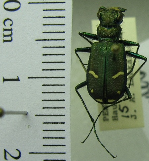  ( - NEONTcarabid1958)  @11 [ ] Copyright (2010) Blevins, KK and Travers, PD National Ecological Observatory Network (NEON) http://www.neoninc.org/content/copyright