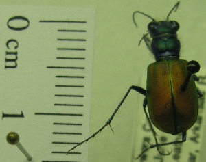  (Cicindela scutellaris scutellaris - NEONTcarabid1960)  @11 [ ] Copyright (2010) Blevins, KK and Travers, PD National Ecological Observatory Network (NEON) http://www.neoninc.org/content/copyright