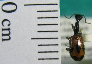  ( - NEONTcarabid1980)  @12 [ ] Copyright (2010) Blevins, KK and Travers, PD National Ecological Observatory Network (NEON) http://www.neoninc.org/content/copyright