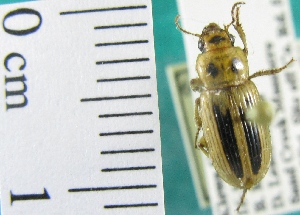  ( - NEONTcarabid2018)  @13 [ ] Copyright (2010) Blevins, KK and Travers, PD National Ecological Observatory Network (NEON) http://www.neoninc.org/content/copyright