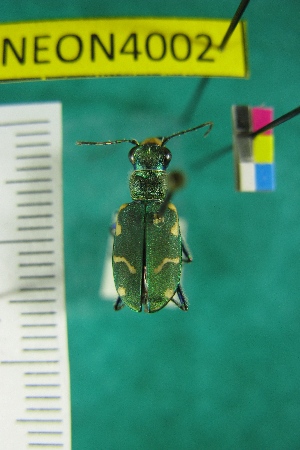  (Cicindela longilabris perviridis - NEONTcarabid4002)  @11 [ ] Copyright (2011) Blevins, KK and Travers, PD National Ecological Observatory Network (NEON) http://www.neoninc.org/content/copyright