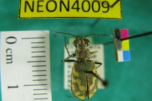  (Cicindela repanda tanneri - NEONTcarabid4009)  @11 [ ] Copyright (2011) Blevins, KK and Travers, PD National Ecological Observatory Network (NEON) http://www.neoninc.org/content/copyright