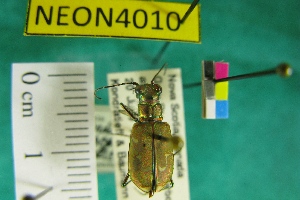  ( - NEONTcarabid4010)  @11 [ ] Copyright (2011) Blevins, KK and Travers, PD National Ecological Observatory Network (NEON) http://www.neoninc.org/content/copyright