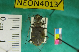  ( - NEONTcarabid4013)  @13 [ ] Copyright (2011) Blevins, KK and Travers, PD National Ecological Observatory Network (NEON) http://www.neoninc.org/content/copyright