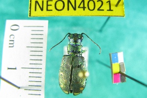  ( - NEONTcarabid4021)  @11 [ ] Copyright (2011) Blevins, KK and Travers, PD National Ecological Observatory Network (NEON) http://www.neoninc.org/content/copyright